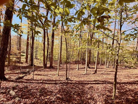 Lots/Land, Davis, WV