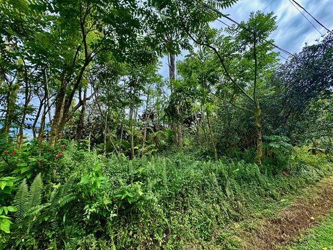 Pahoa Land with Ocean View