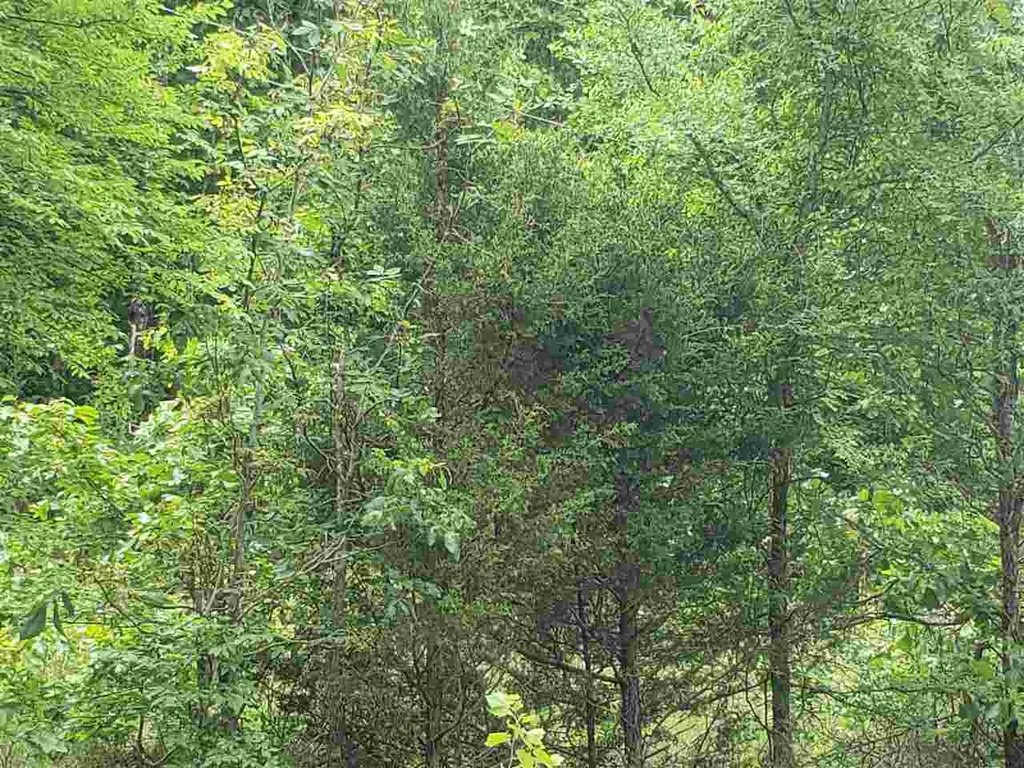 Picture 8