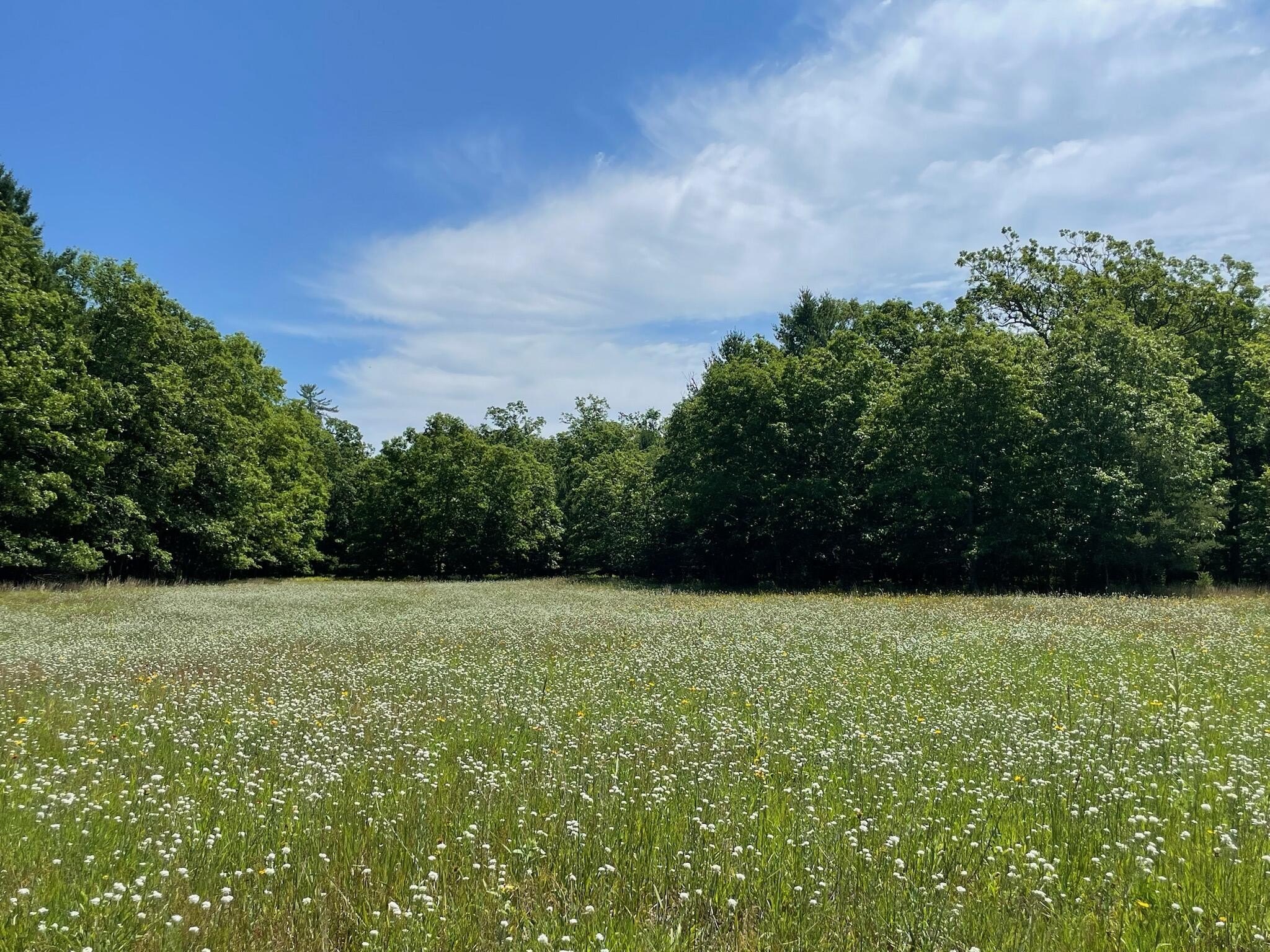 40 Acres of Wilderness Land