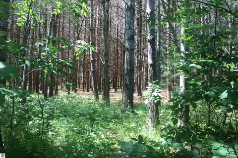 KEWADIN, MI