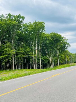 Spacious Wooded Lots in Ramsey