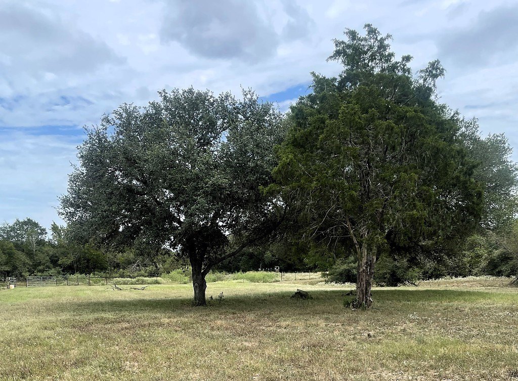 Picture 21