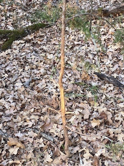 Picture 12