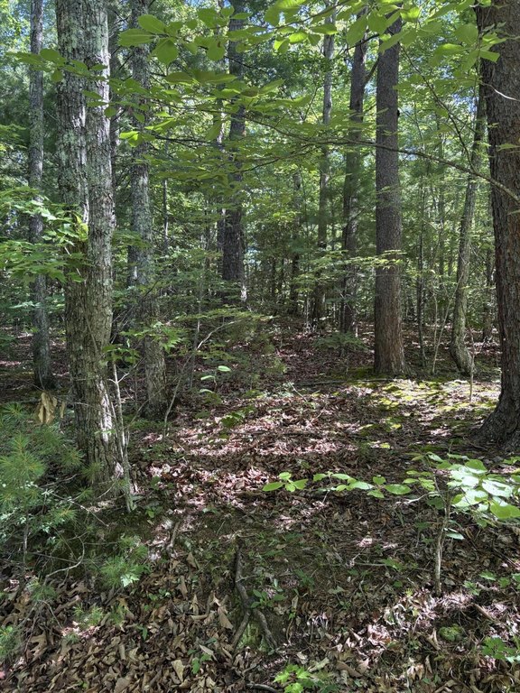 Picture 8