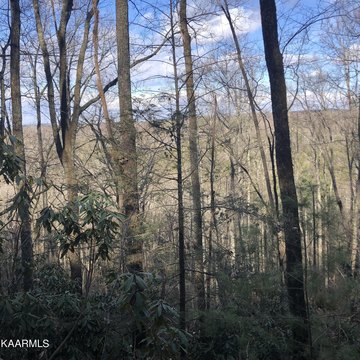 Wooded Homesite Bordering National Forest