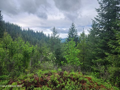 Fernwood, ID Timbered Land