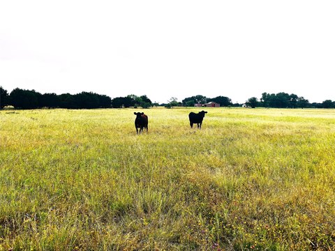 LAND - Meridian, TX