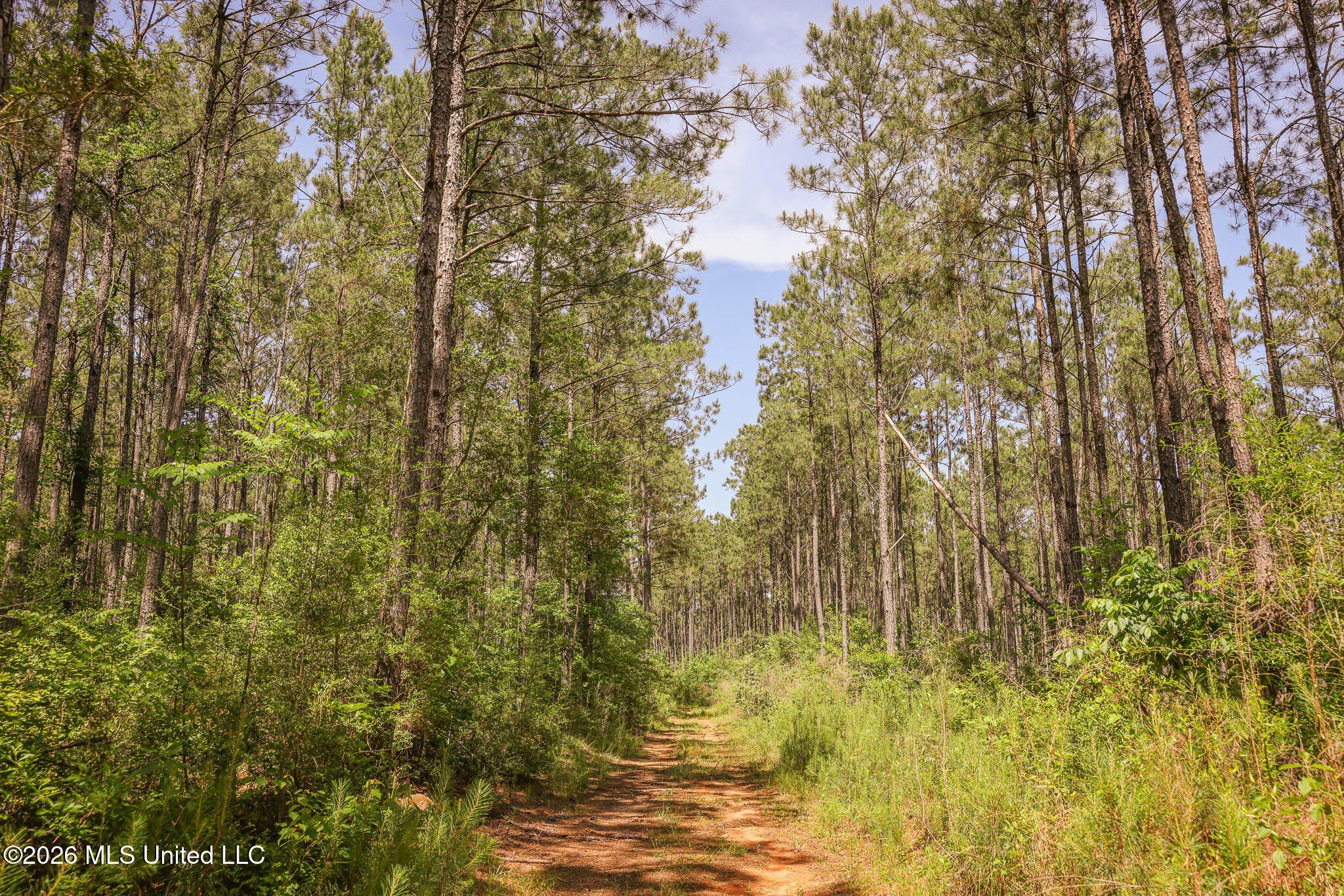 120 Acres in Amite County