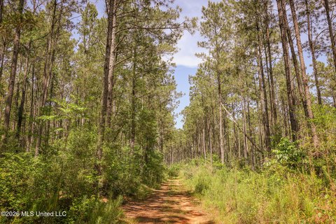 120 Acres in Amite County