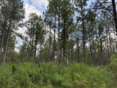 120 Acres in Amite County