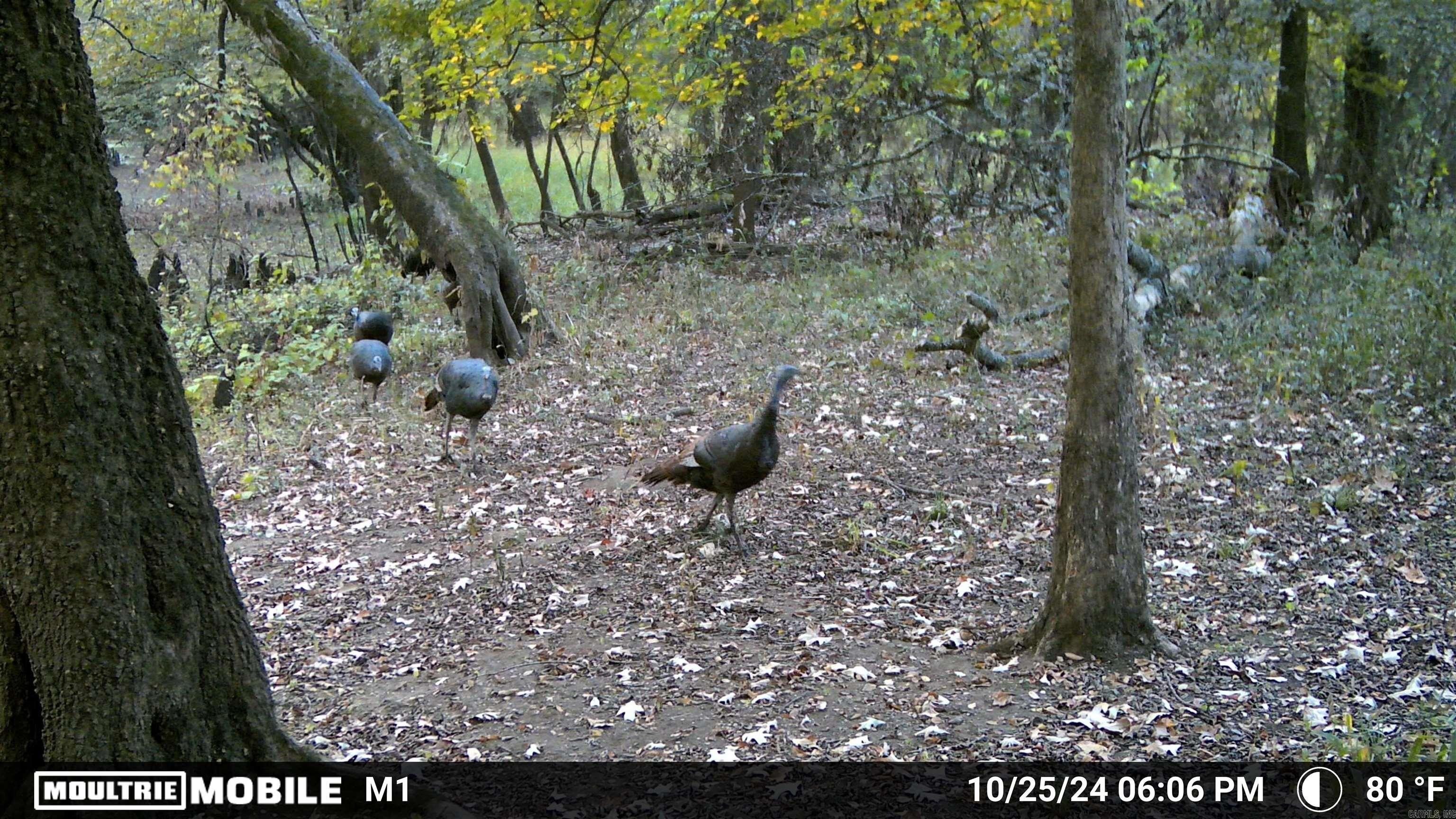 56+ Acre Hunting Land