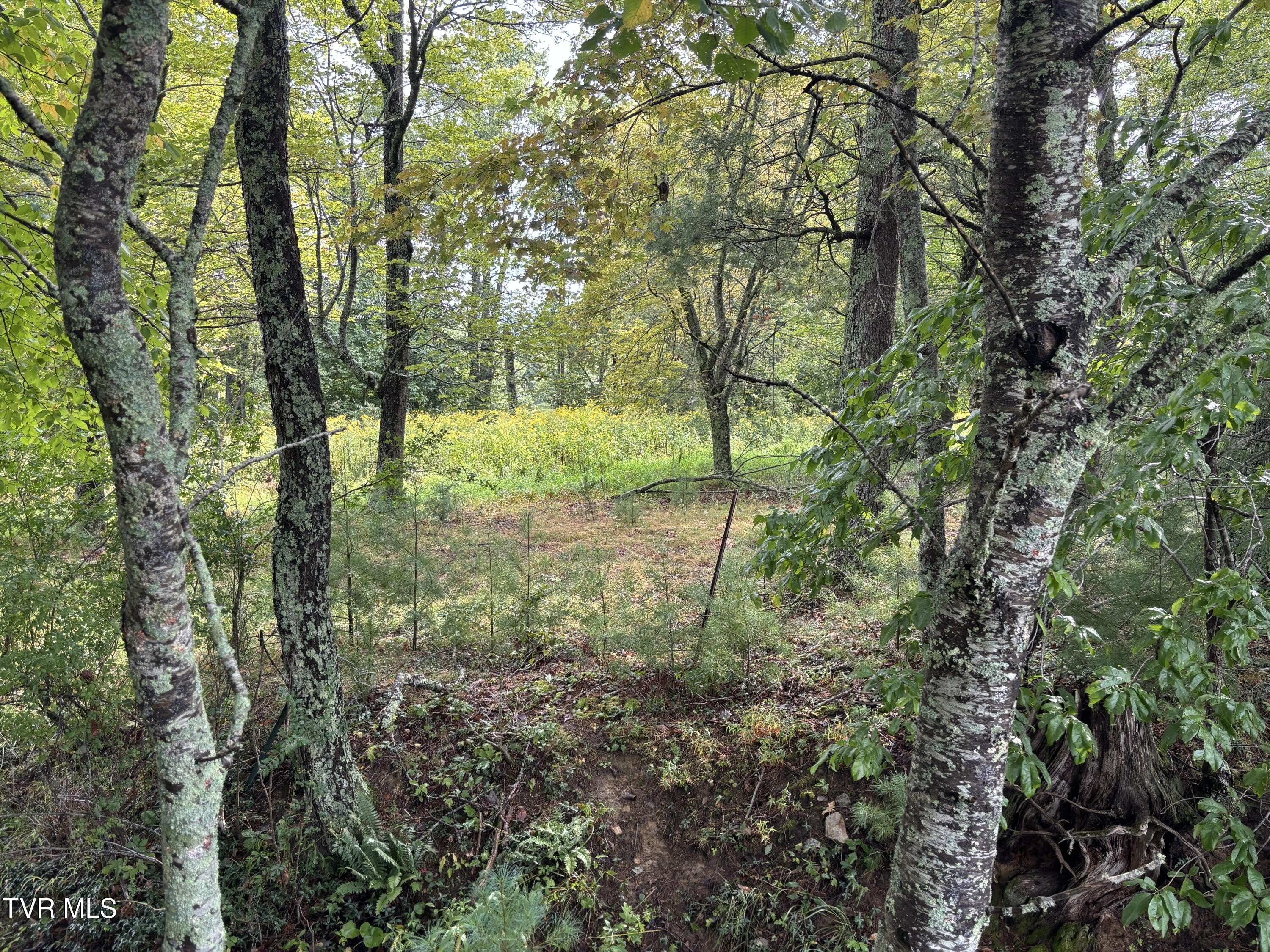Wooded Lot in Mountain City