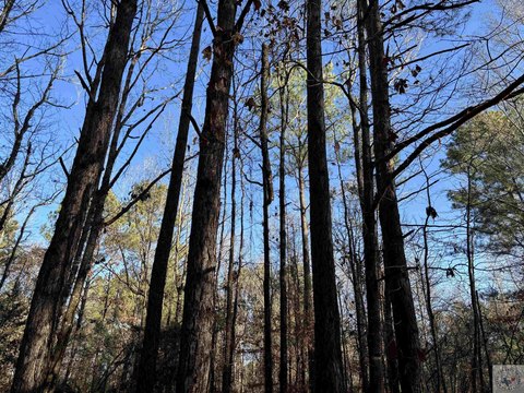 East Texas Timberland Hunting Property