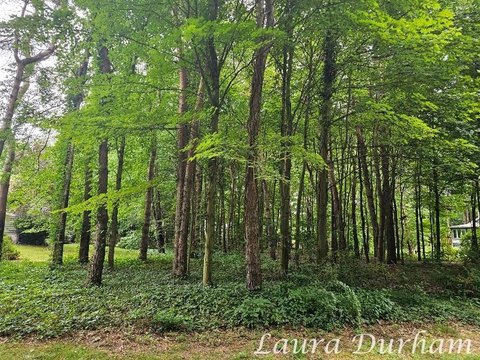 Scenic Building Site Near Downtown