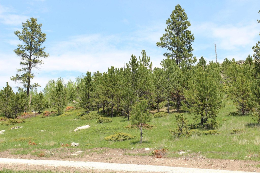 Picture 9