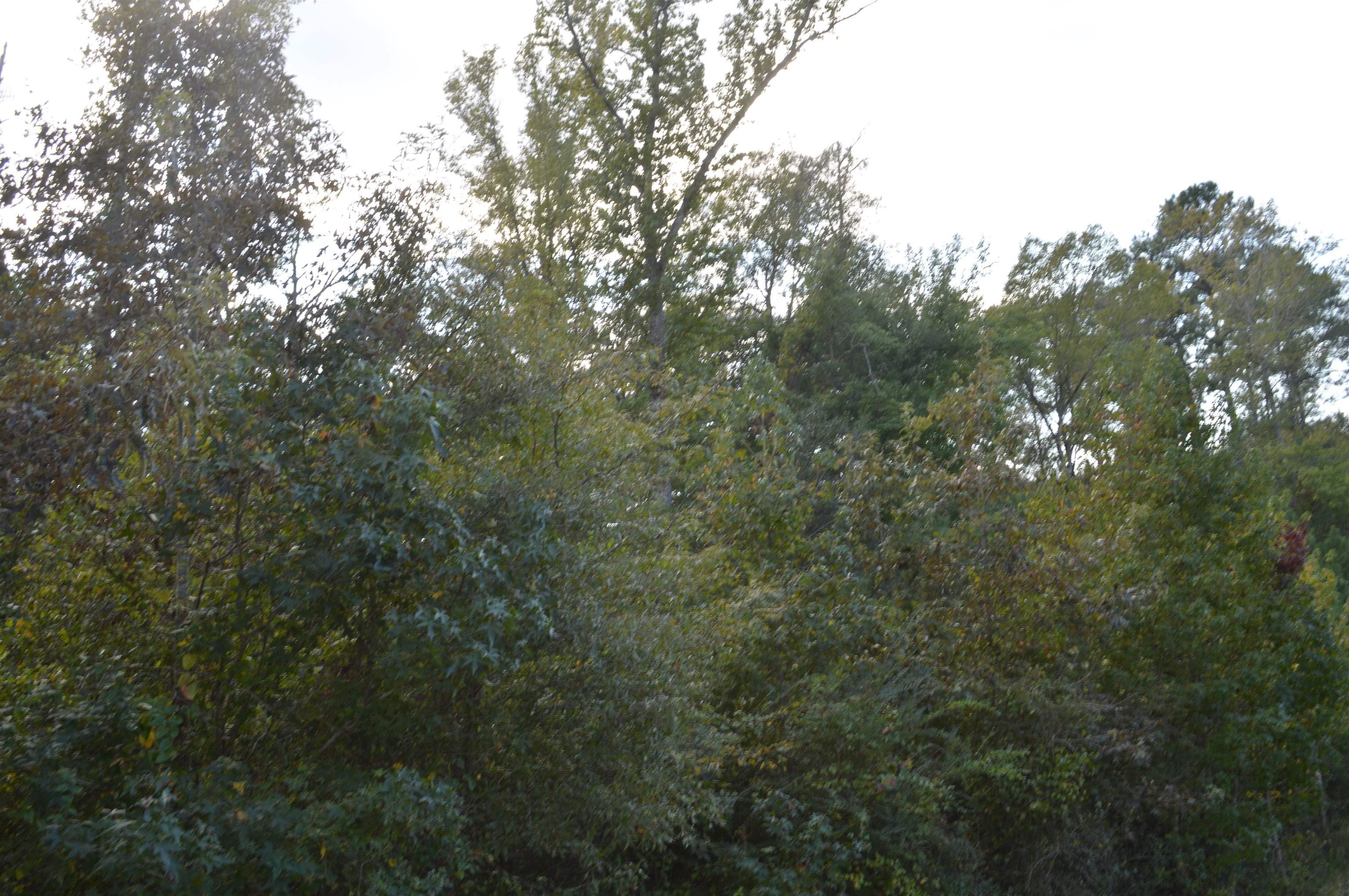 Secluded Land in Jefferson, TX