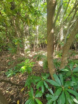 Wooded Land Near Blue Ridge