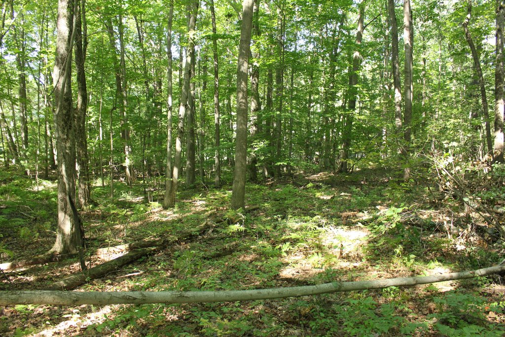 Picture 16