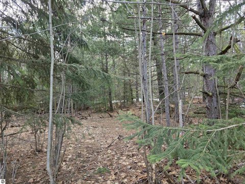 Wooded 2.5 Acre Buildable Lot