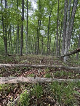 Wooded Residential Lot