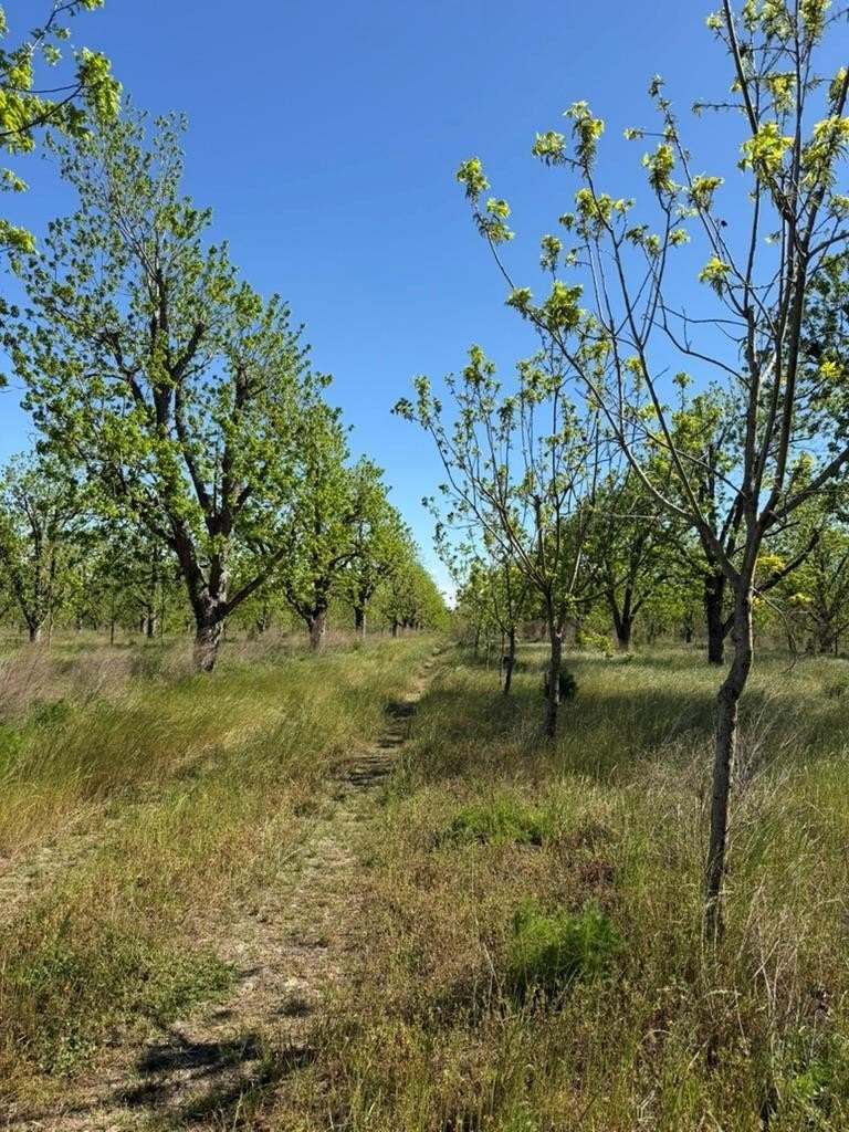 3-Acre Homesite in Lanier County