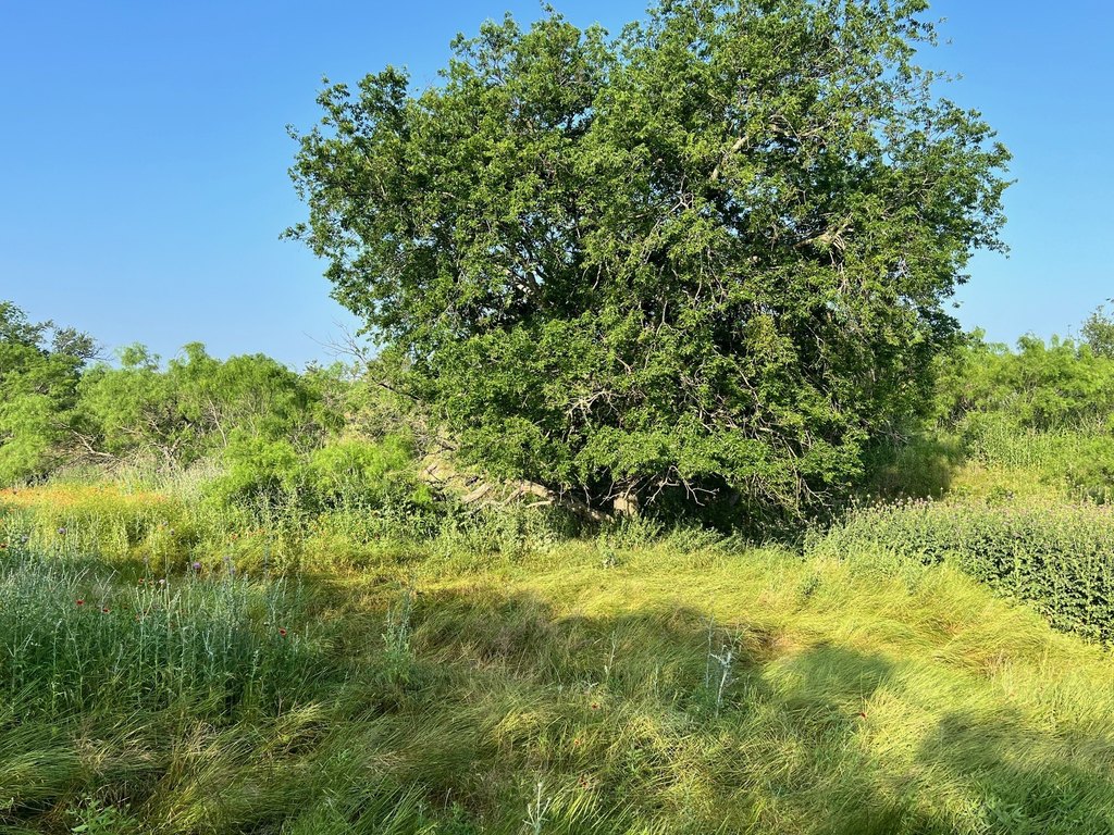 Picture 9