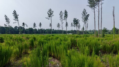 LAND - Saint Matthews, SC