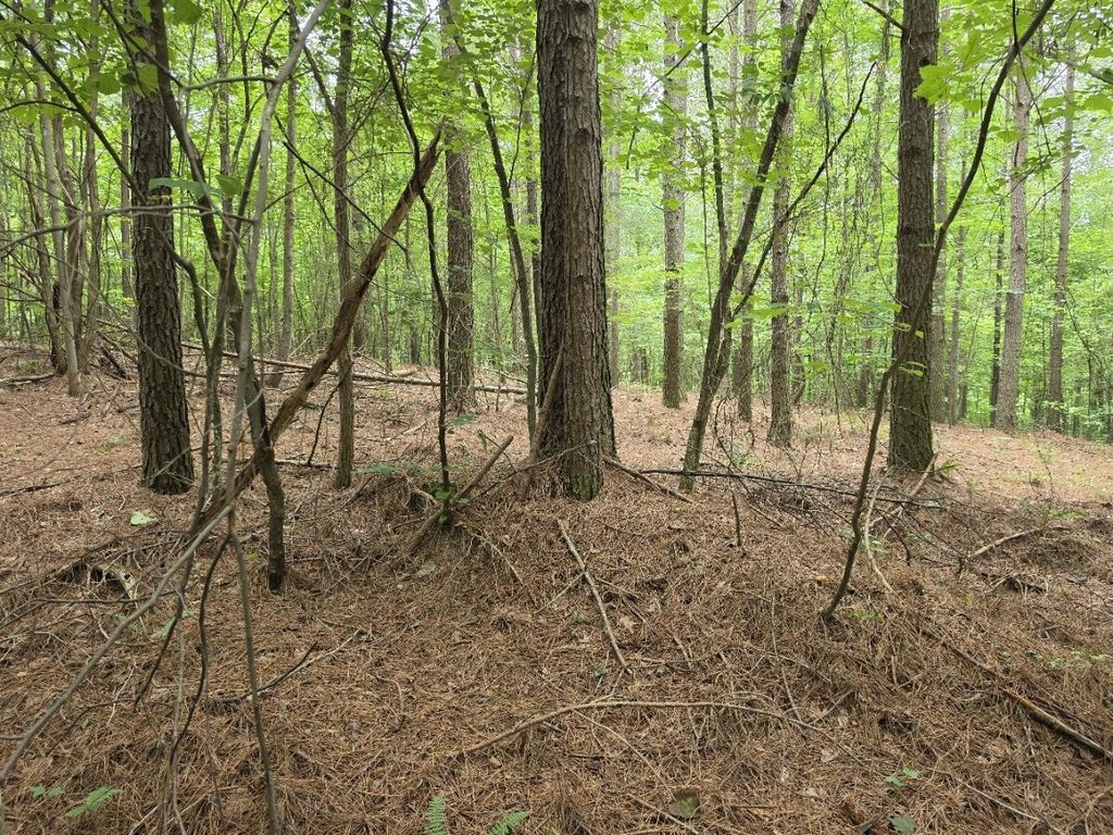 Picture 7