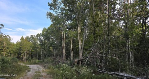 Lots & Acreage, Sunbright, TN