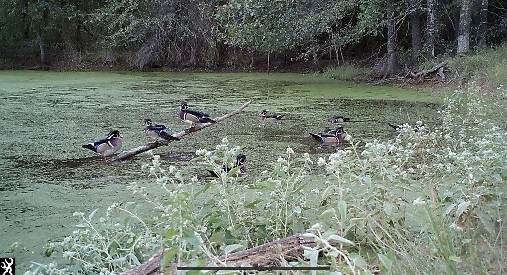 Picture 8