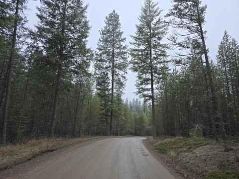 Timbered Forestry Hunting Land