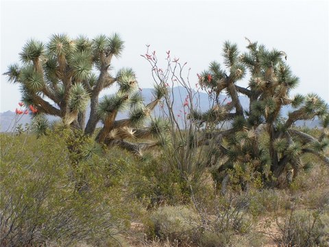 Land, Yucca, AZ
