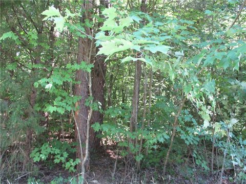 Wooded Lot in Burlington, NC