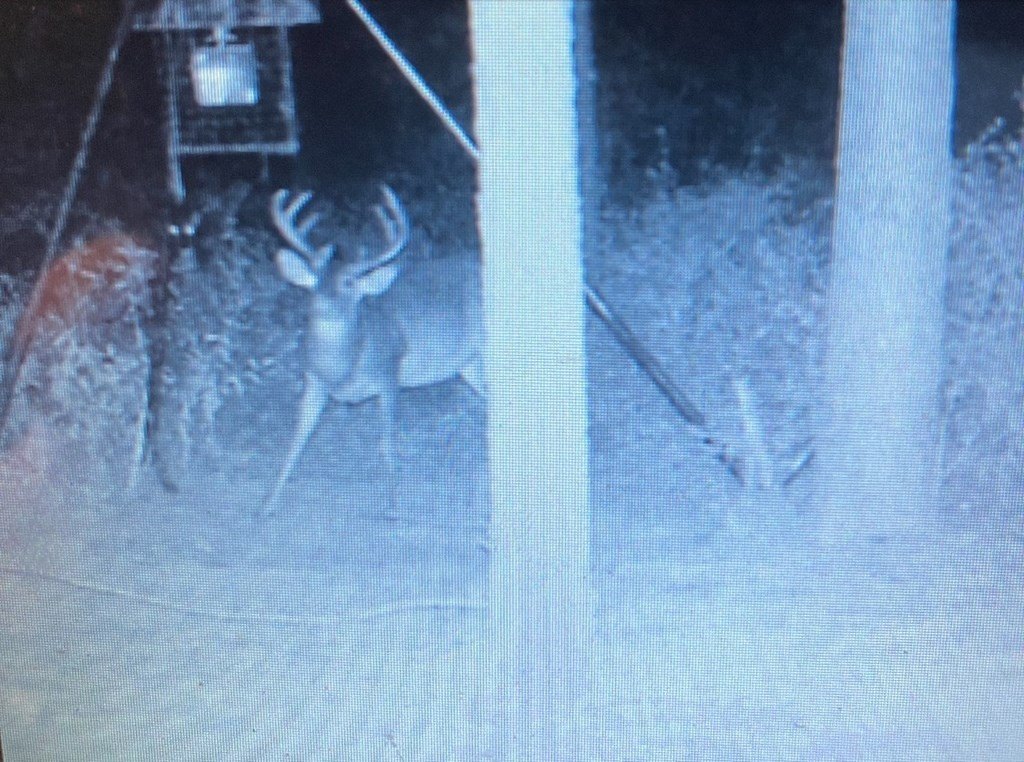 Picture 11