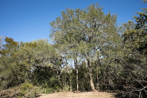 Wooded Residential Land Tract