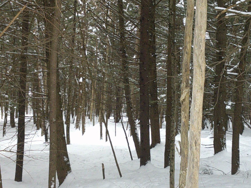 Picture 21