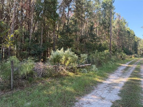 Agricultural Land with Mature Pines