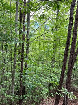 Residential Lot in Tarheel Community