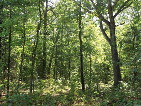 Horseshoe Bend Land For Sale