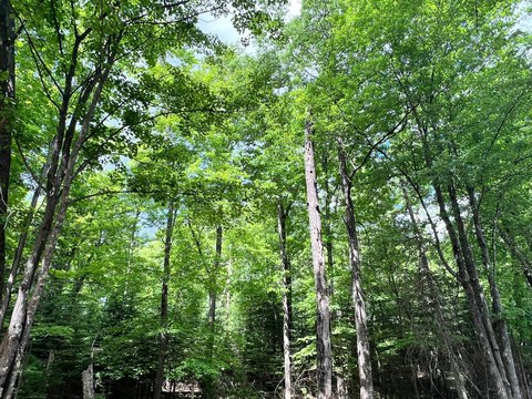 LAND - Eagle River, WI
