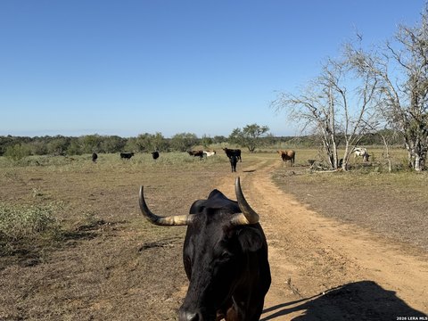 Land, Stockdale, TX