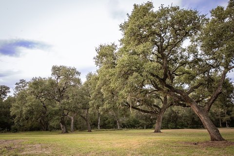 Acreage, Burton, TX