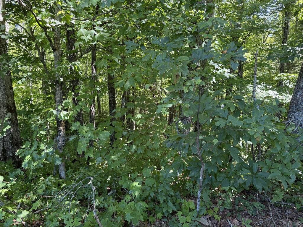 Picture 8