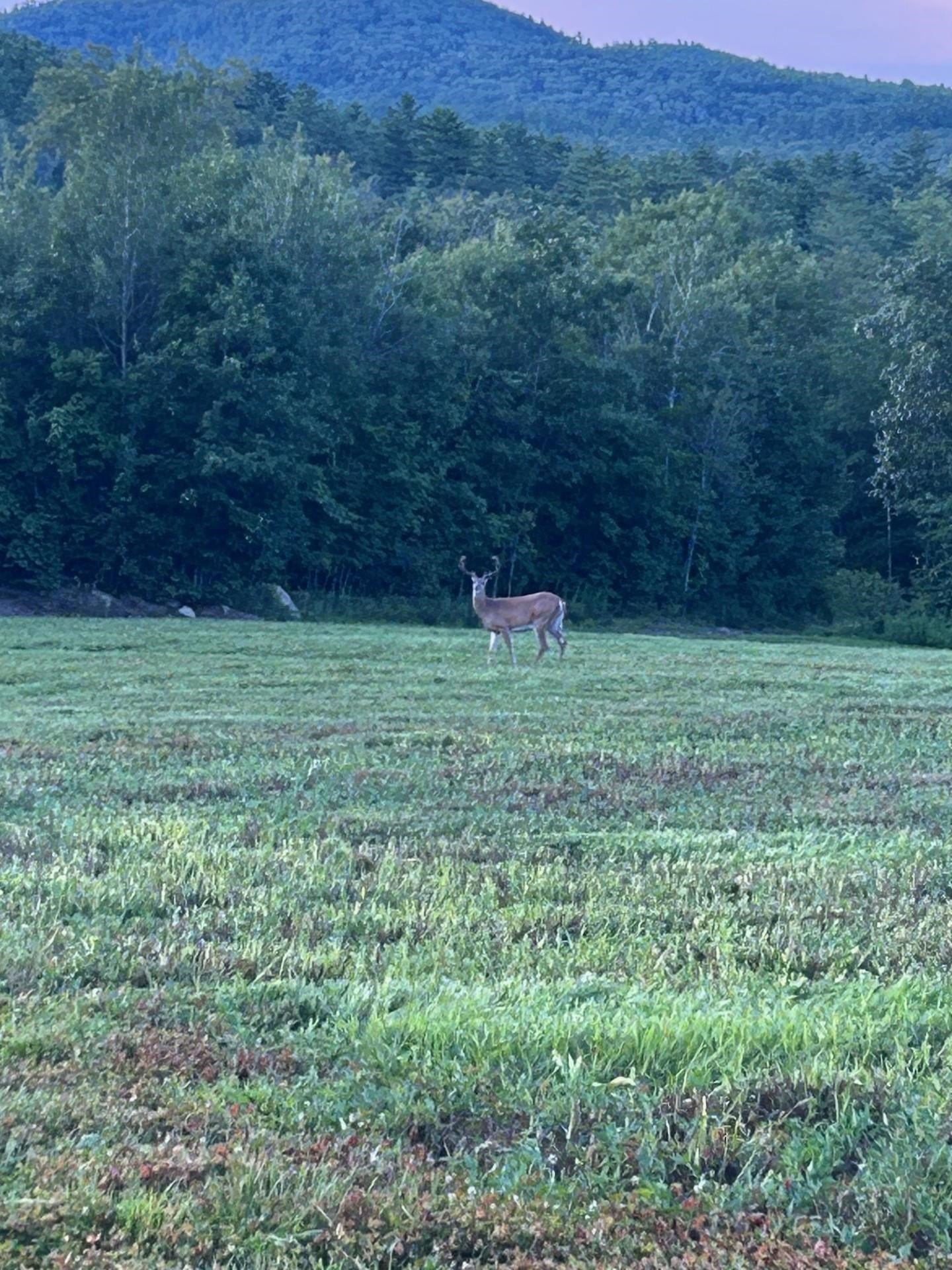 Webster, NH Land Opportunity