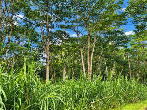Land, Pahoa, HI