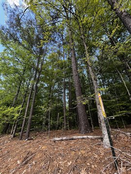 Wooded Land Near Arkabutla Dam