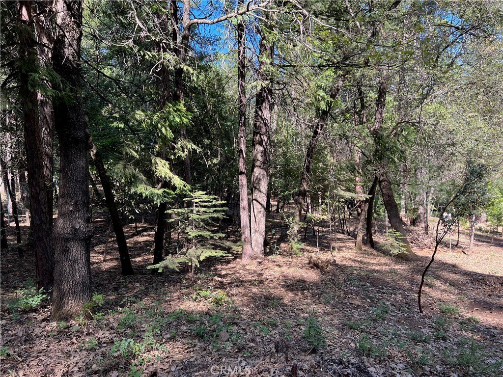 Picture 41
