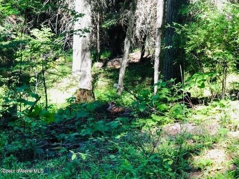 St. Maries Land with Lake Views