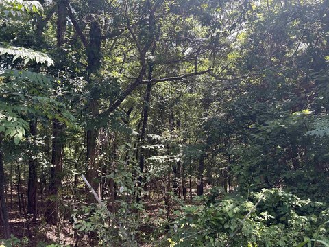 Vacant Land Near Wynne